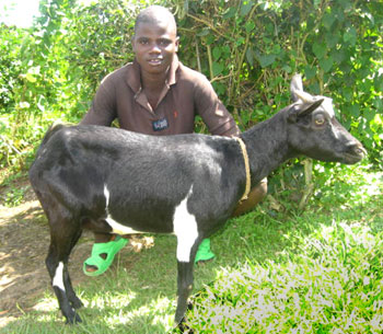 Promotion du petit élevage pour l'amélioration des conditiosns économiques des familles vulnérables au Rwanda