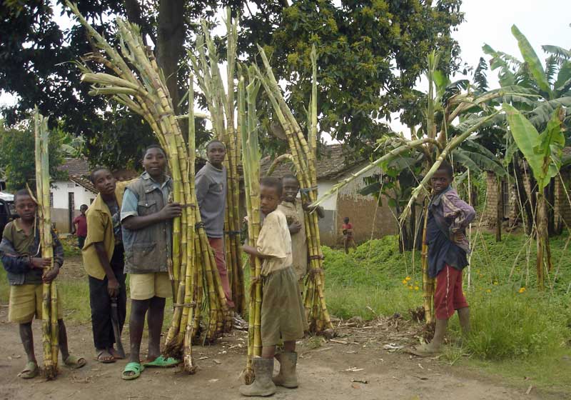 Travail des enfants au Rwanda : transport de cannes à sucre dans la région de Gisenyi