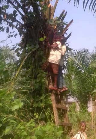 Les jeunes Pygmées de Bipindi grimpent dans les palmiers pour cueillir les noix de palme