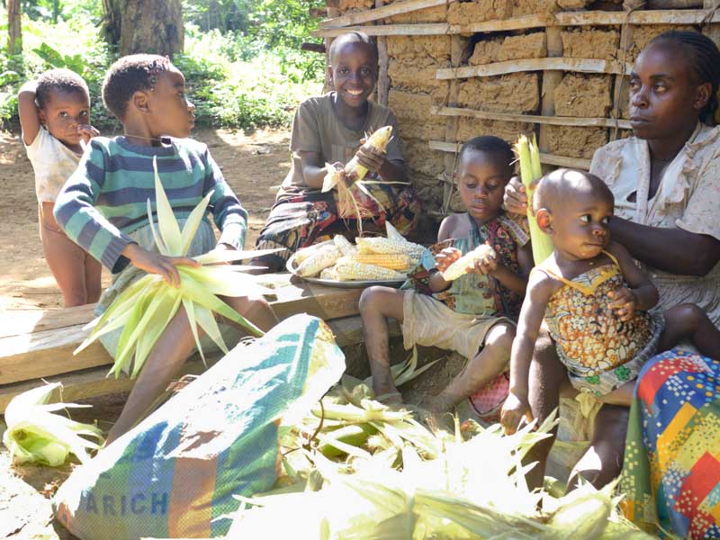 Récolte du mais dans un village de Pygmées Bagyeli au Cameroun