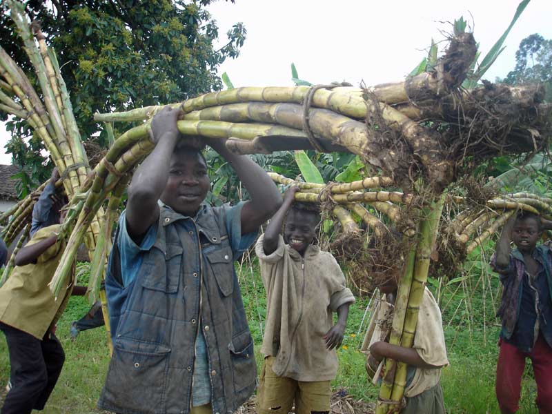 Transport de cannes à sucre, un petit job pour les enfants au Rwanda