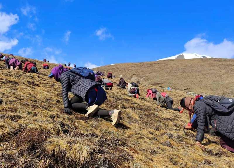 Récolte du Yartsagumba sur les pentes des versants himalayens du Haut Dolpo