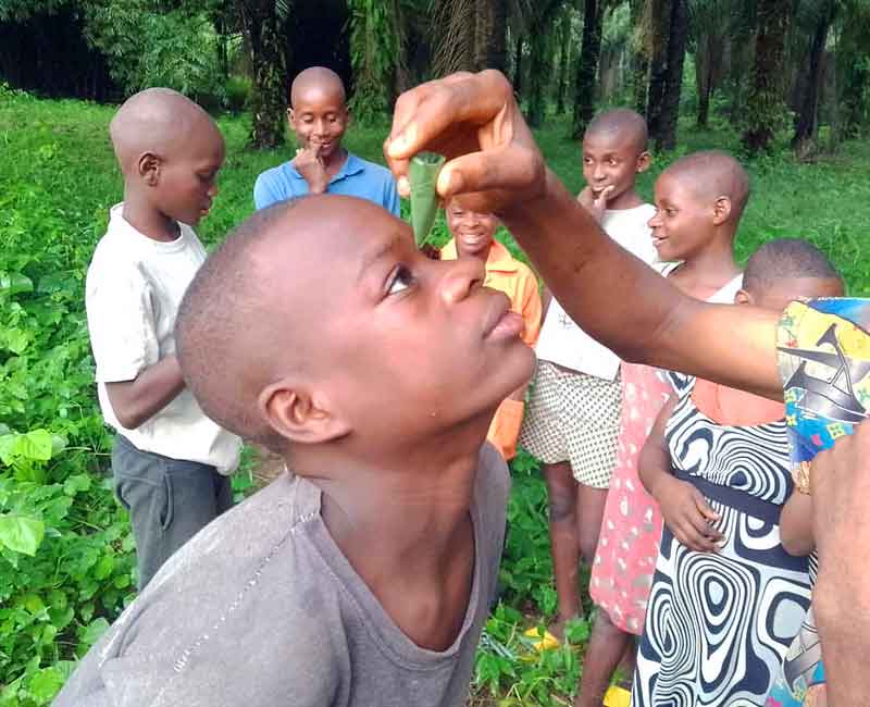 Conjonctivite soignée par la médecine traditionnelle Pygmée au Cameroun