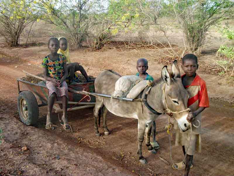 Jeunes enfants du Burkina Faso aidant aux travaux des champs durant les vacances